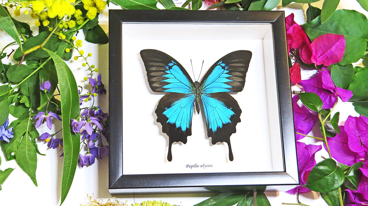 Australian butterfly framed Papilio ulysses  Bits&Bugs