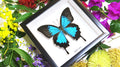 Australian butterfly framed Papilio ulysses  Bits&Bugs