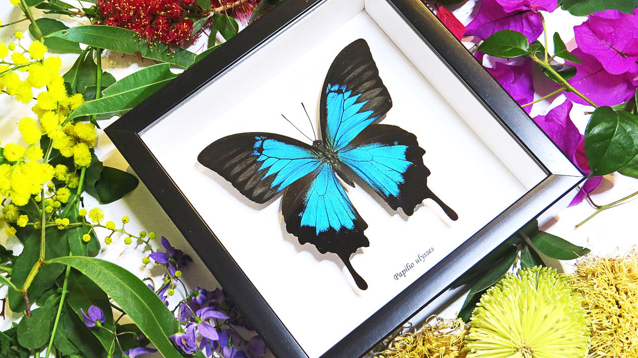 Australian butterfly framed Papilio ulysses  Bits&Bugs