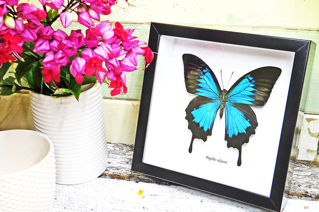 Australian butterfly framed Papilio ulysses  Bits&Bugs