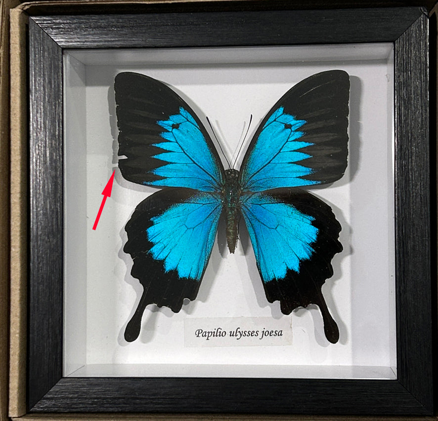 Papilio ulysses joesa # 6 ( special )