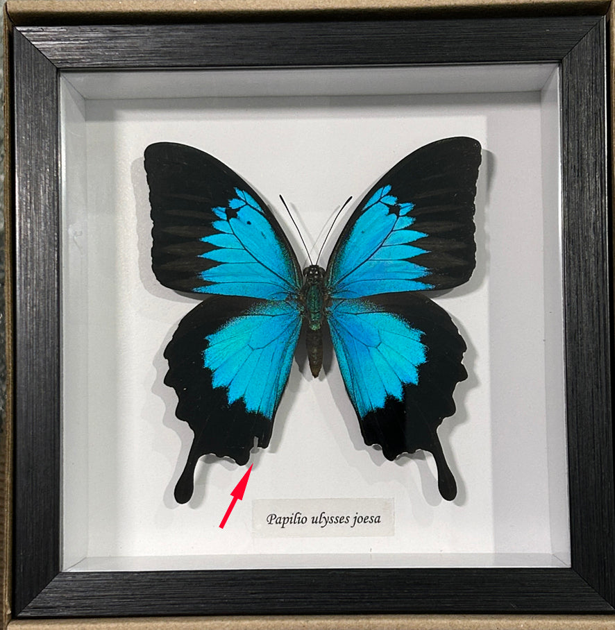 Papilio ulysses joesa # 5 ( special )