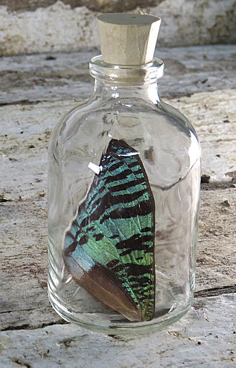 Urania ripheus