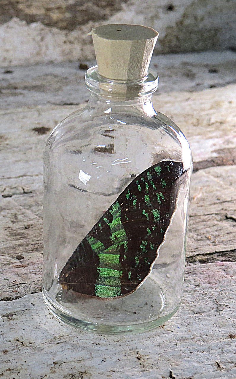 Urania ripheus