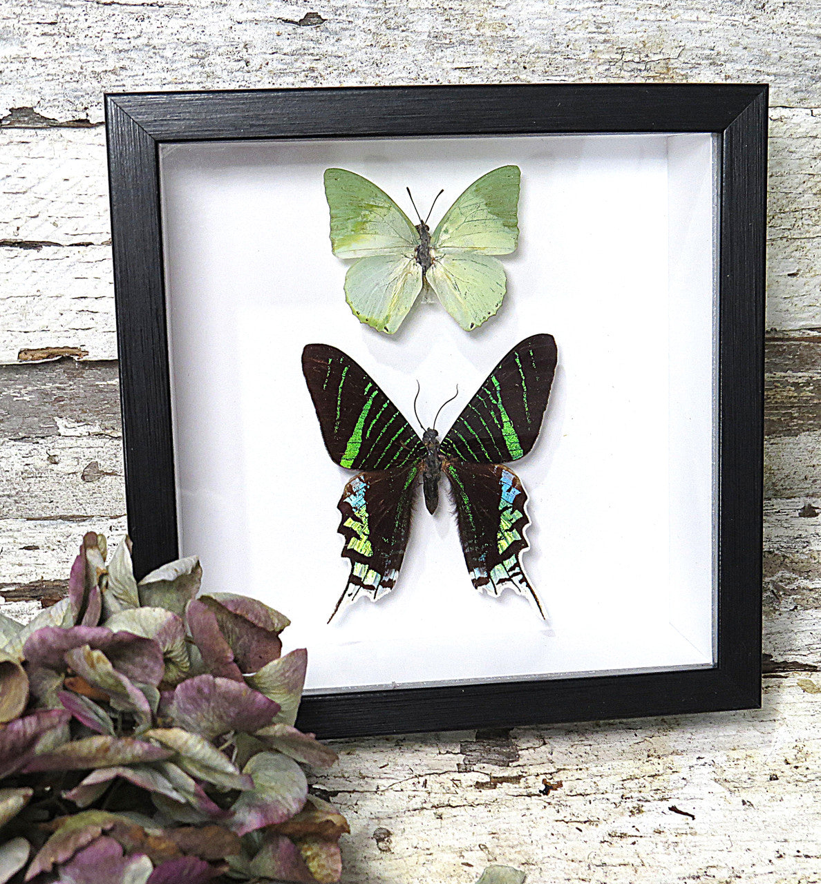 Urania leilus + Charaxes eupale