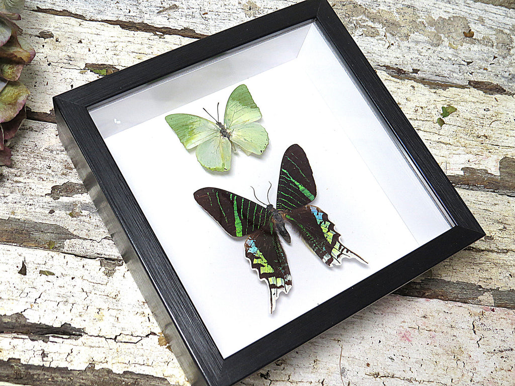 Urania leilus + Charaxes eupale