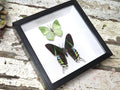Urania leilus + Charaxes eupale