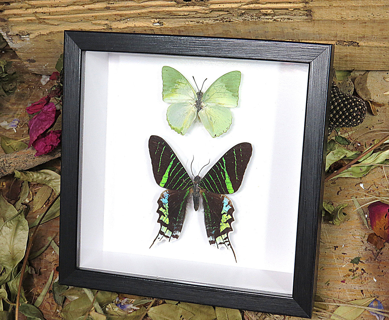 Urania leilus + Charaxes eupale