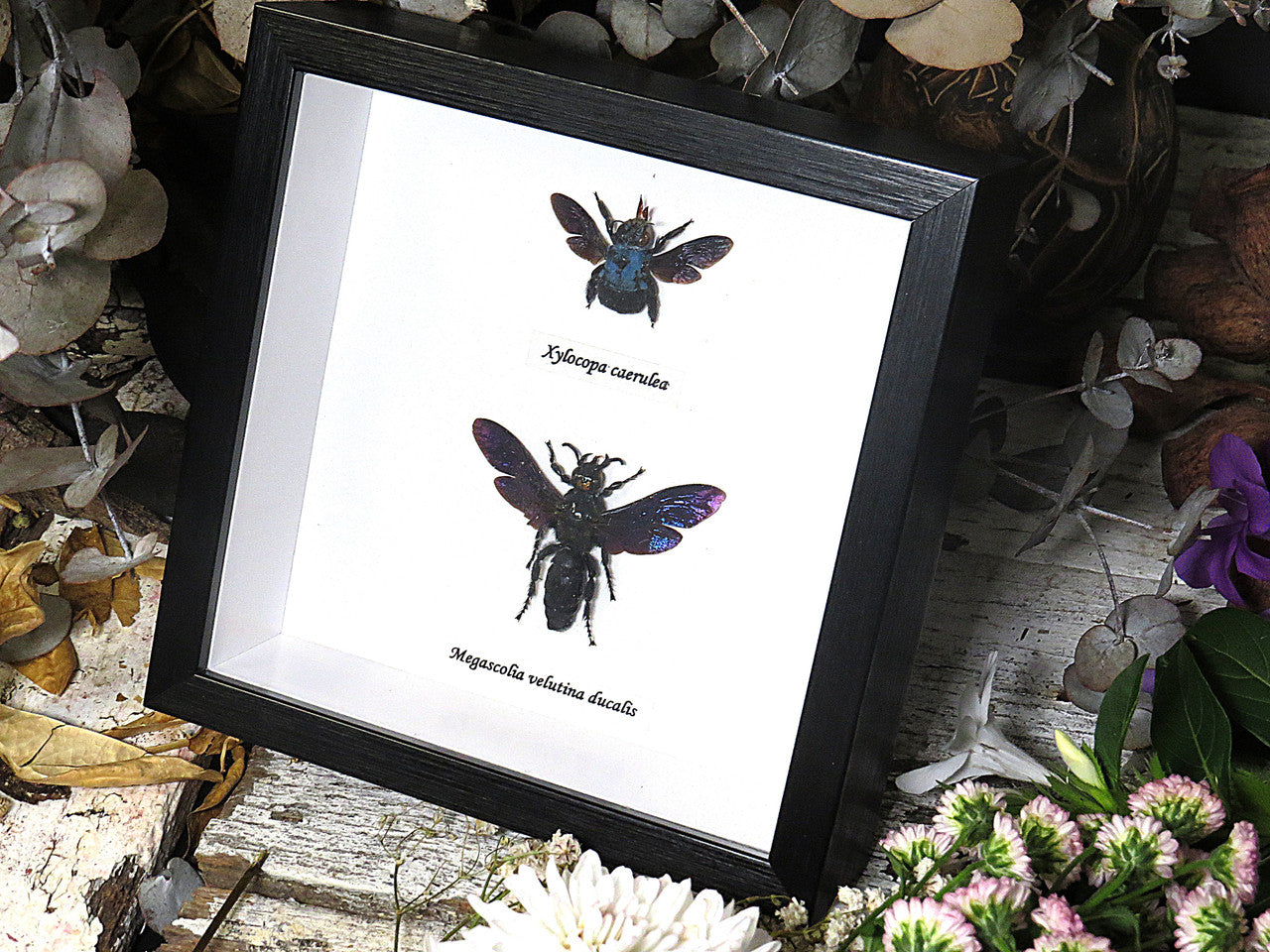 Xylocopa caerulea + Megascolia velutina ducalis