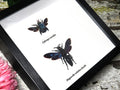 Xylocopa caerulea + Megascolia velutina ducalis