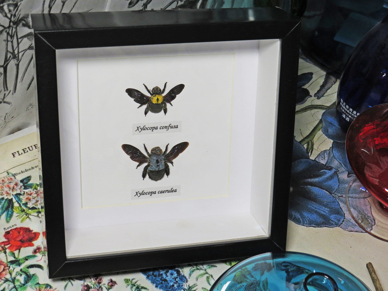 Xylocopa caerulea / confusa duo small