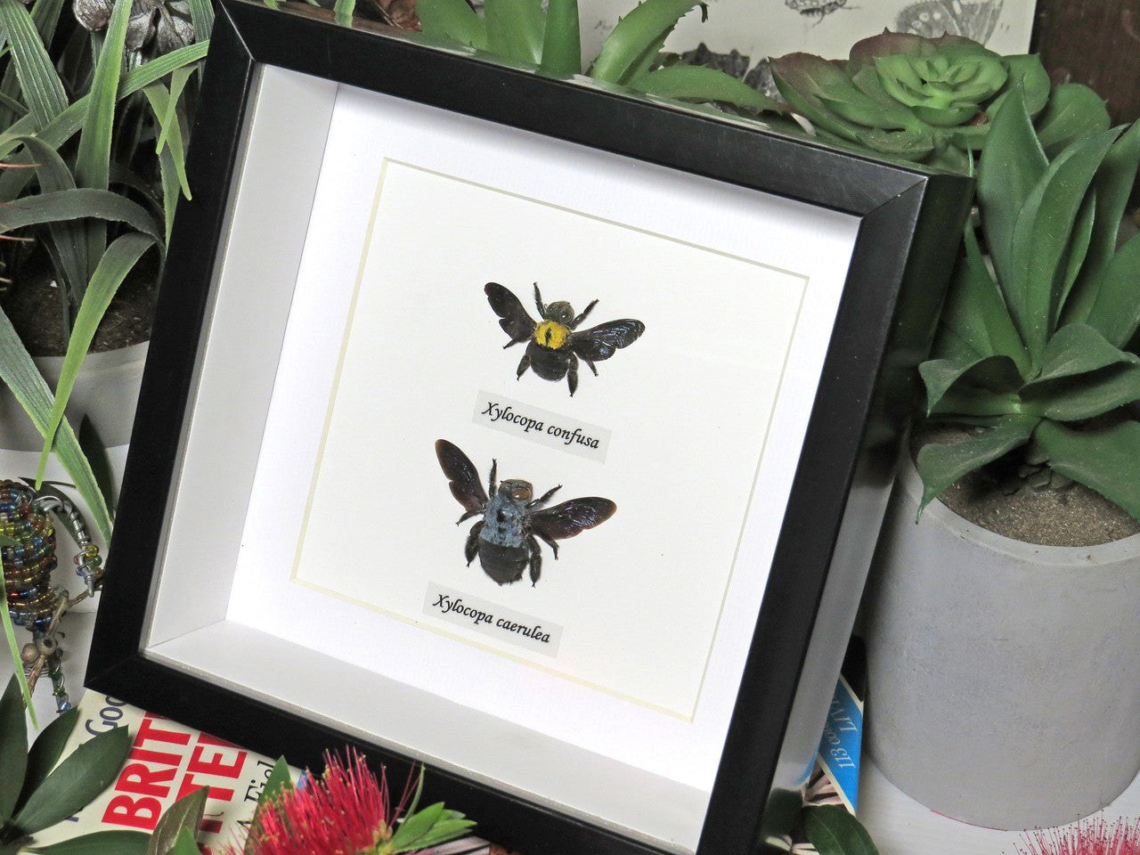 Xylocopa caerulea / confusa duo