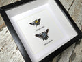 Xylocopa caerulea / confusa duo small