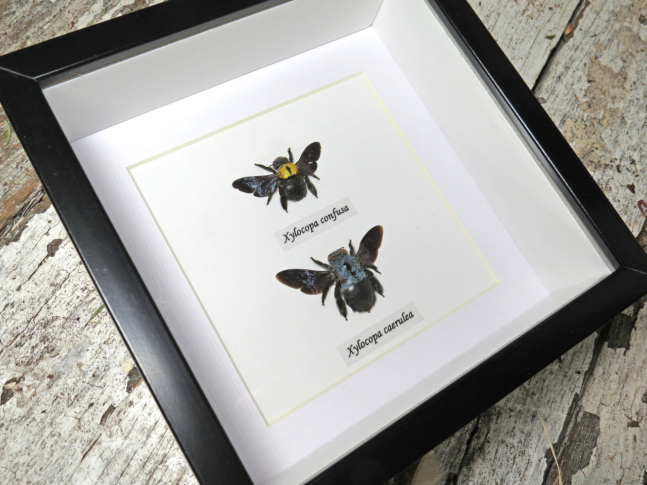Xylocopa caerulea / confusa duo small