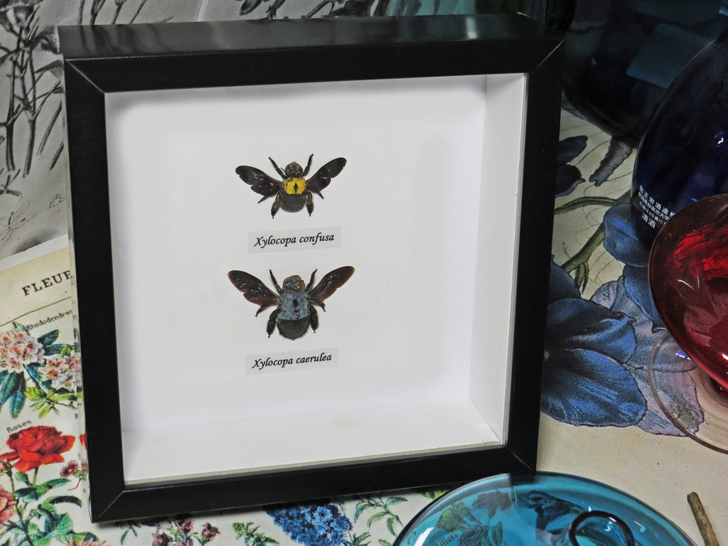 Xylocopa caerulea / confusa duo
