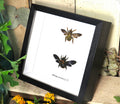 Xylocopa aesluans  bee