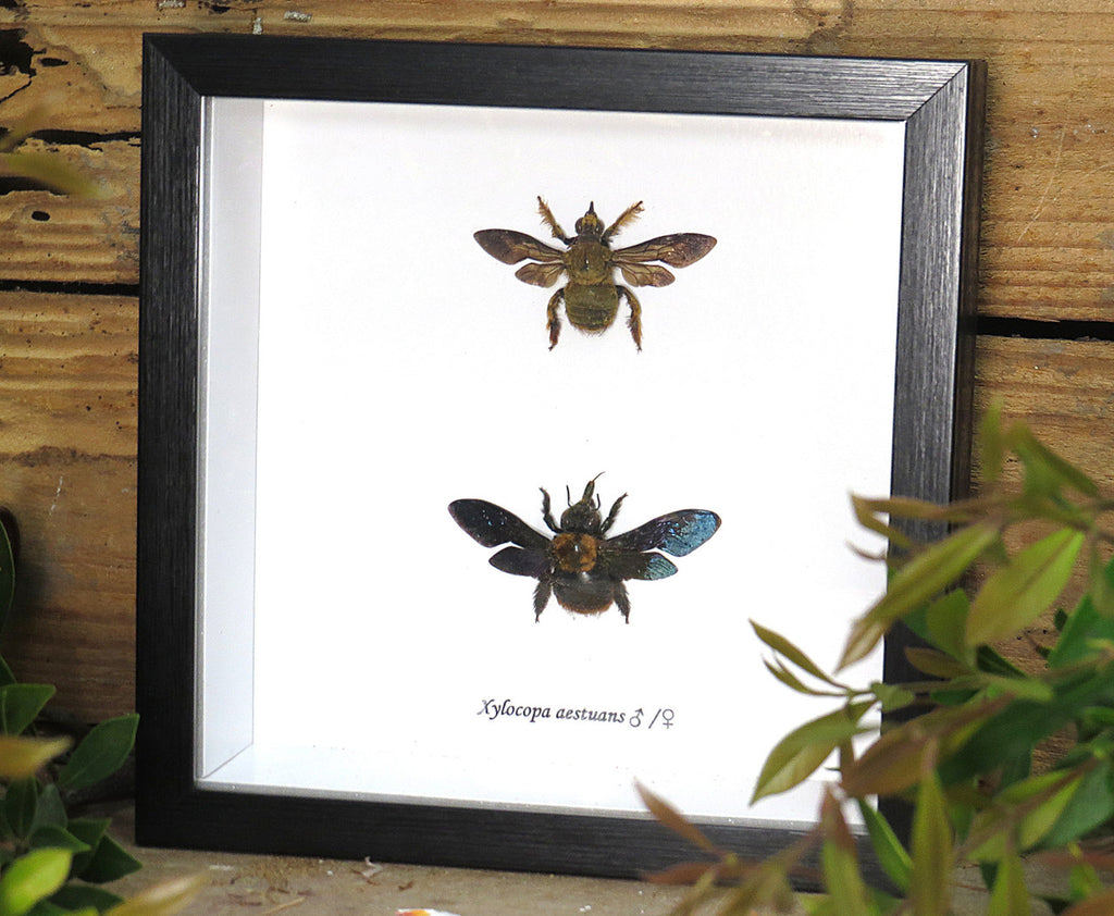 Xylocopa aesluans  bee