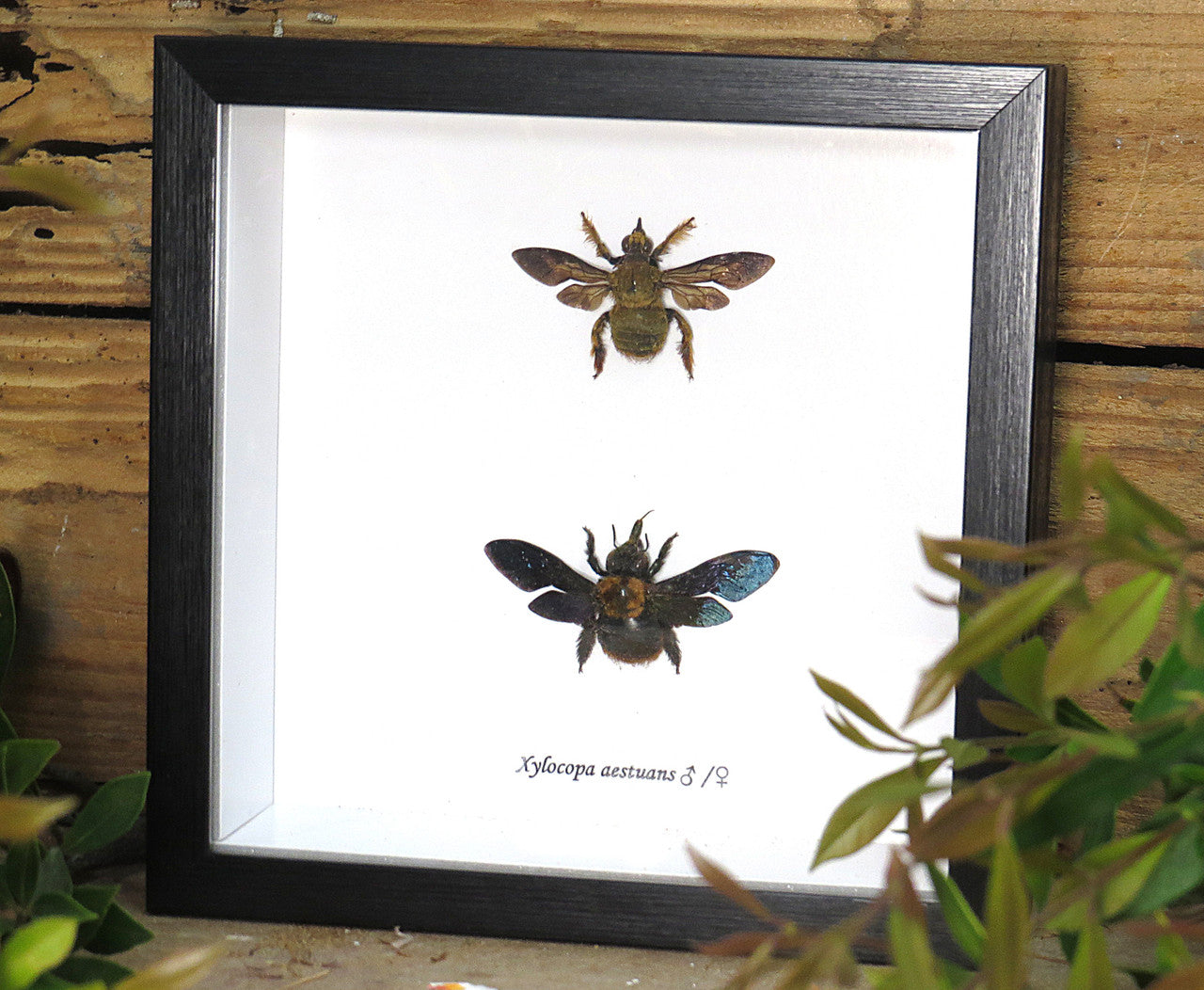 Xylocopa aesluans  bee
