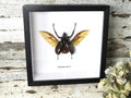 Chalcosoma atlas 