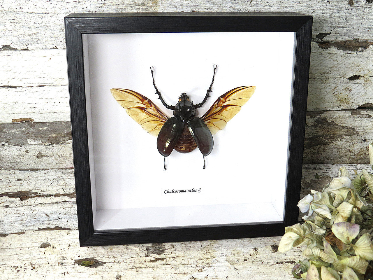 Chalcosoma atlas 