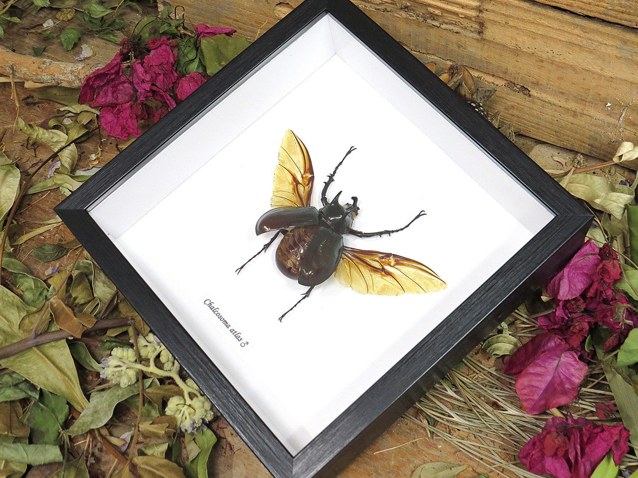 Chalcosoma atlas 