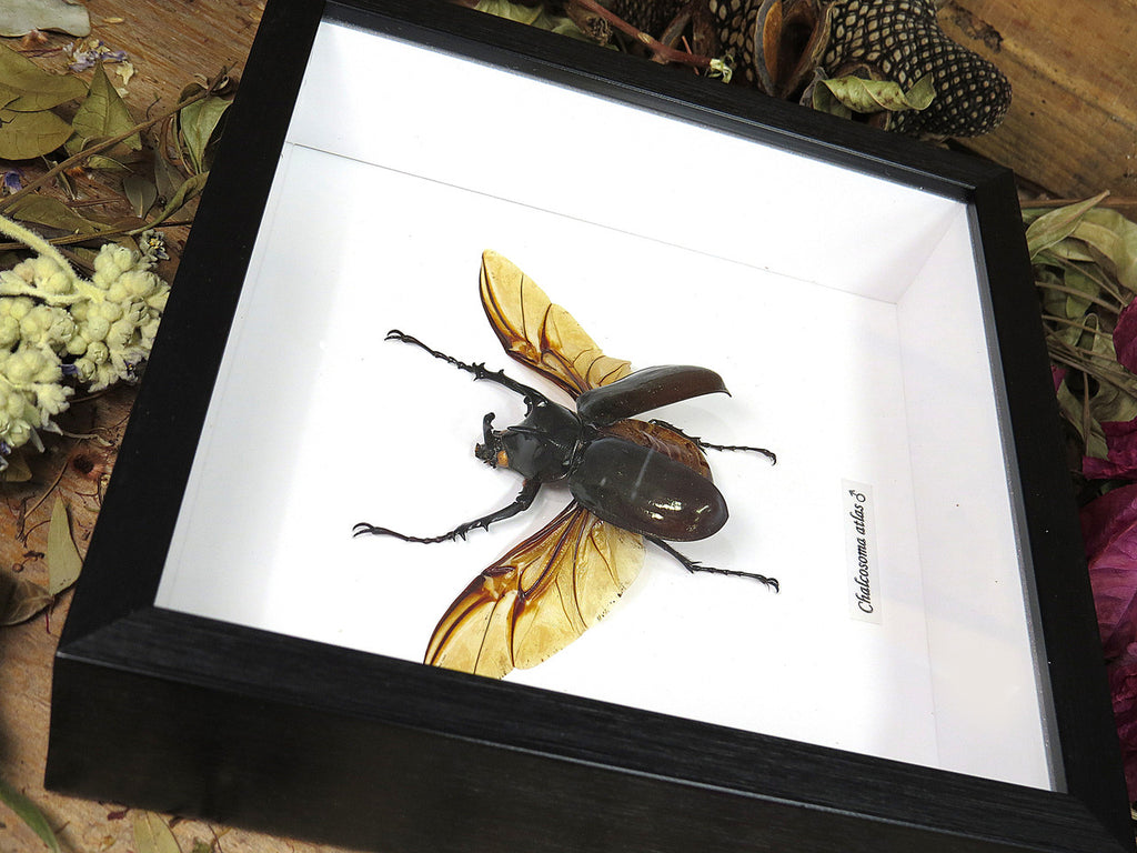 Chalcosoma atlas 