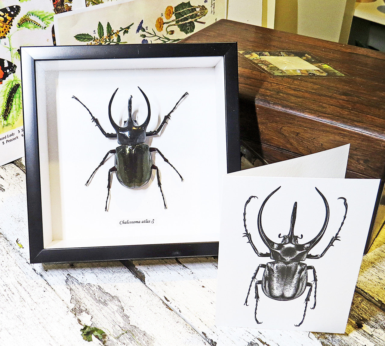 Insect bug bee butterfly dragonfly taxidermy entomology beetle moth