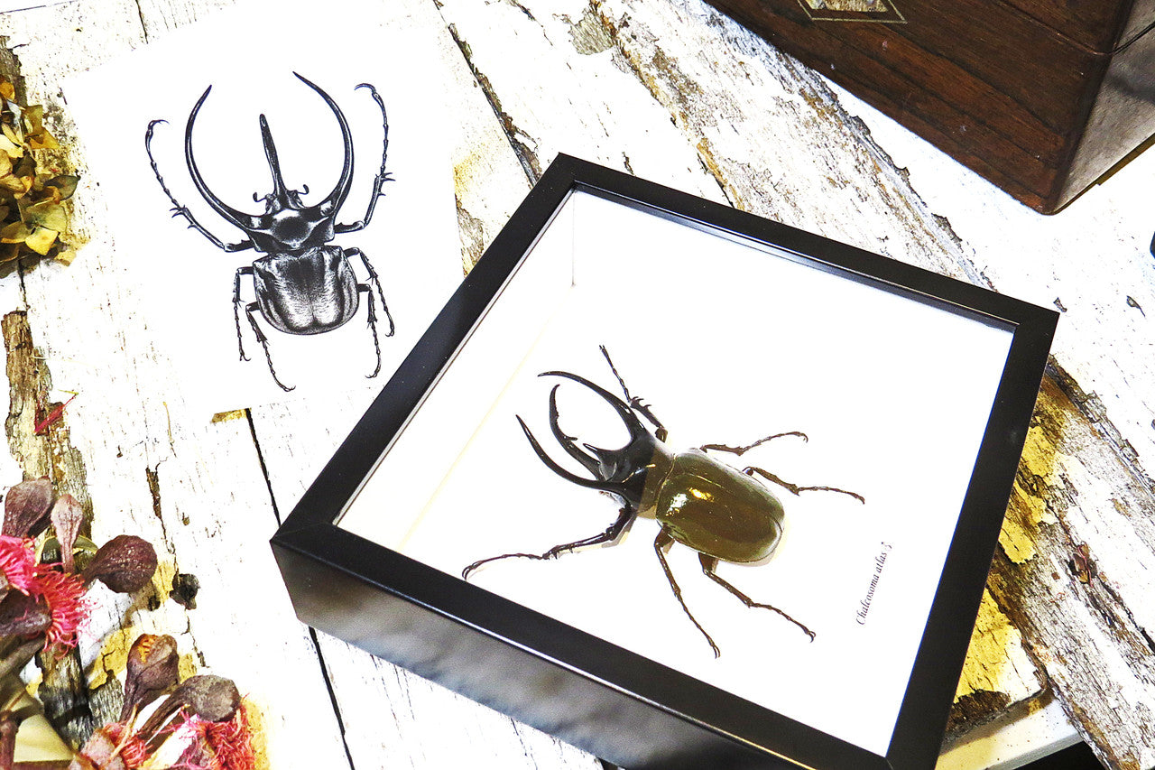 Insect bug bee butterfly dragonfly taxidermy entomology beetle moth
