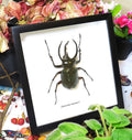 Chalcosoma caucasus