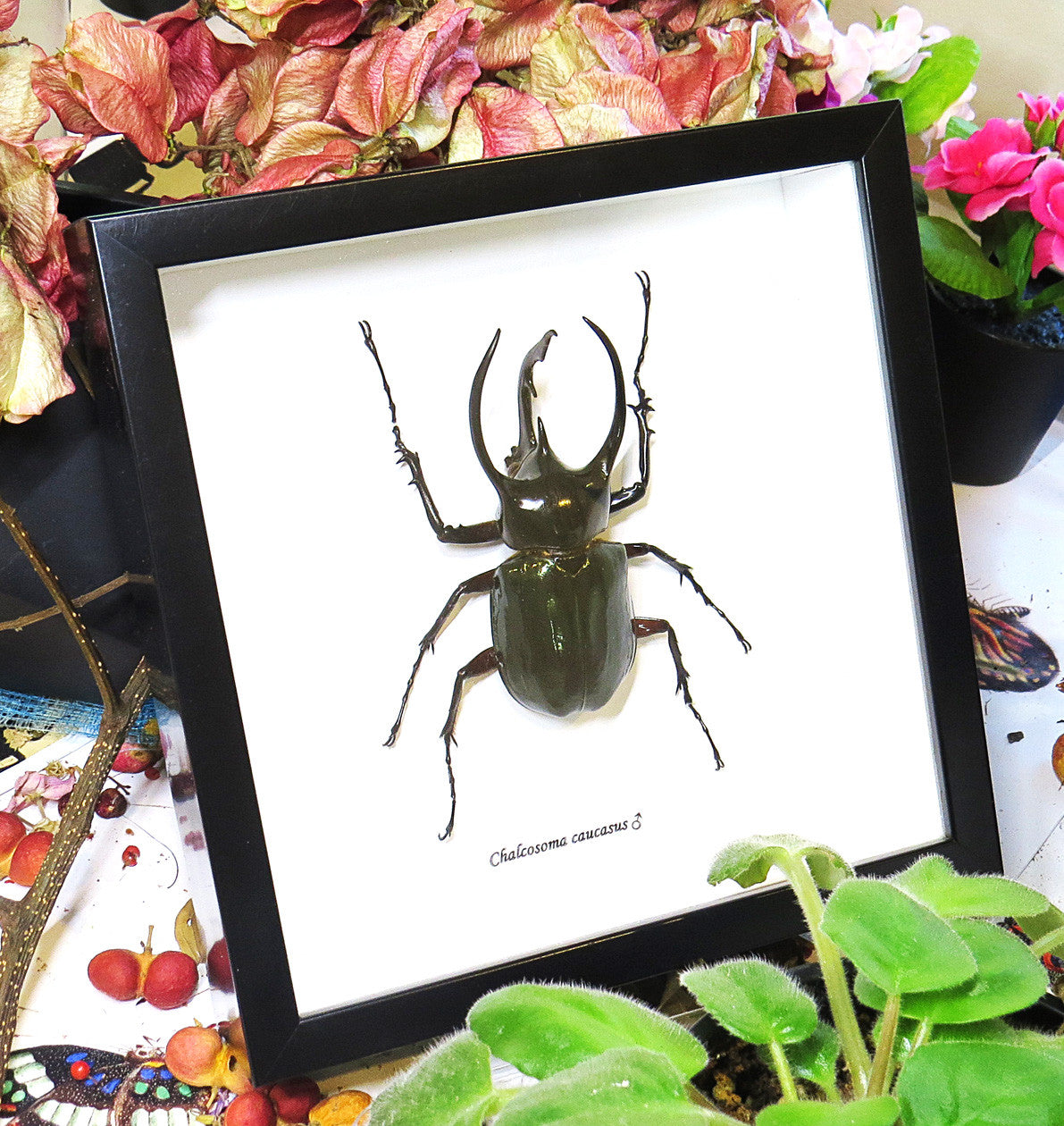 Chalcosoma caucasus