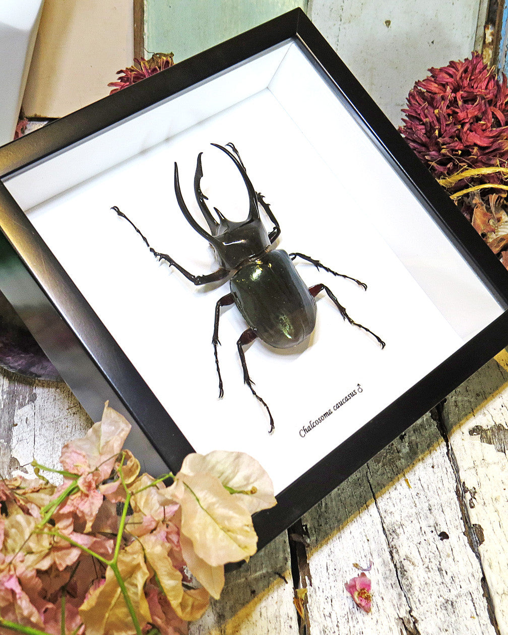 Chalcosoma caucasus