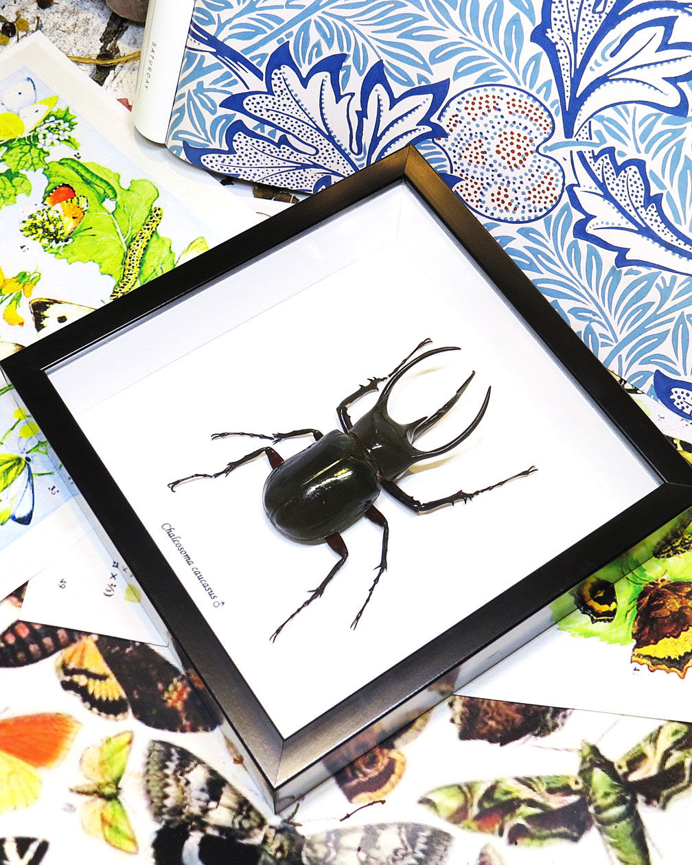 Chalcosoma caucasus