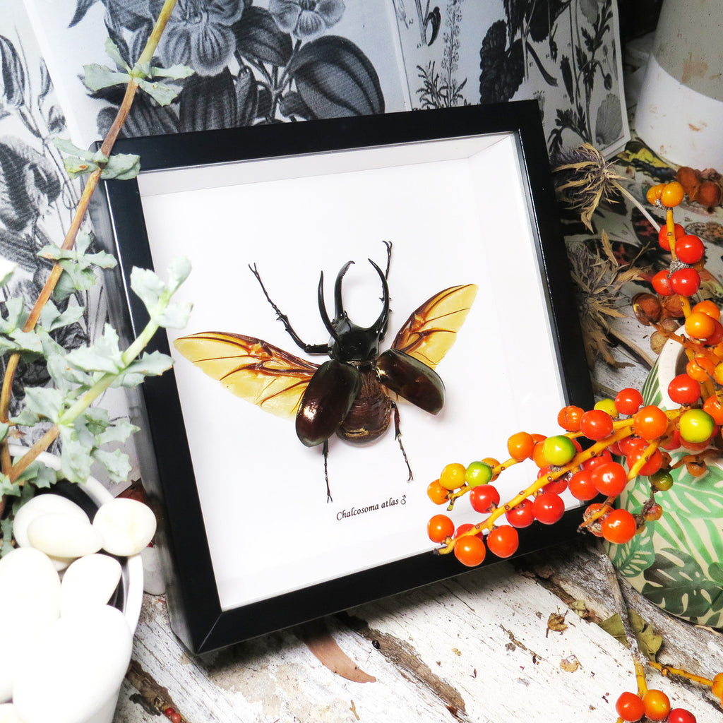 Rhino beetle real bug entomology specimen Chalcosoma atlas