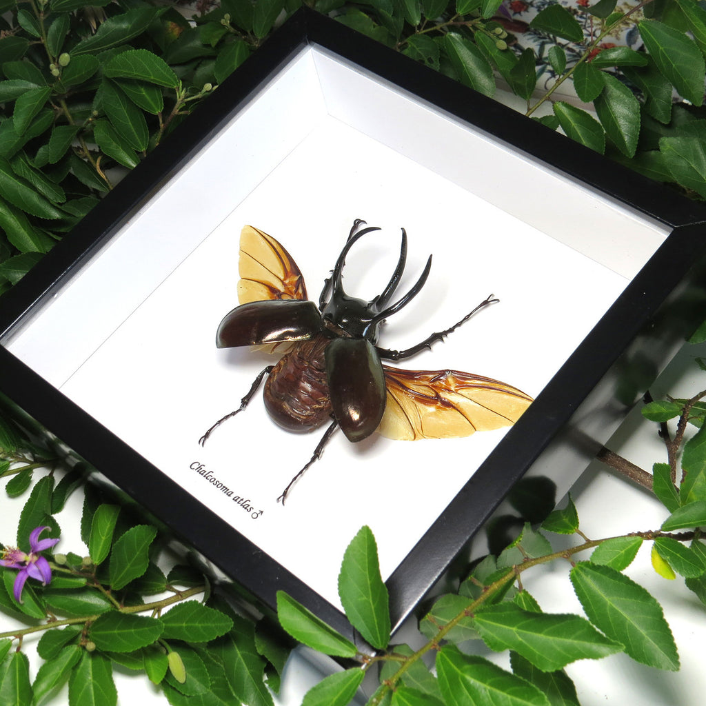 Rhino beetle real bug entomology specimen Chalcosoma atlas