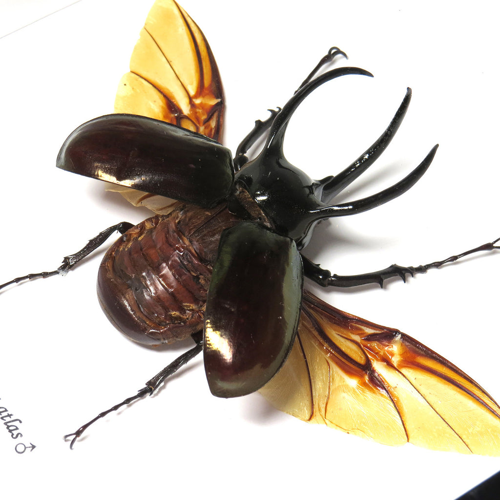 Rhino beetle real bug entomology specimen Chalcosoma atlas