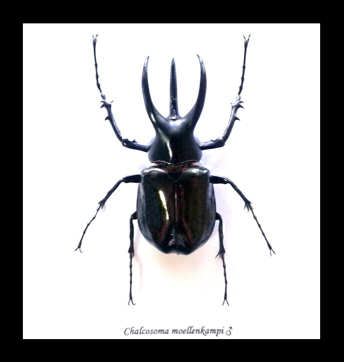 Chalcosoma moellenkampi