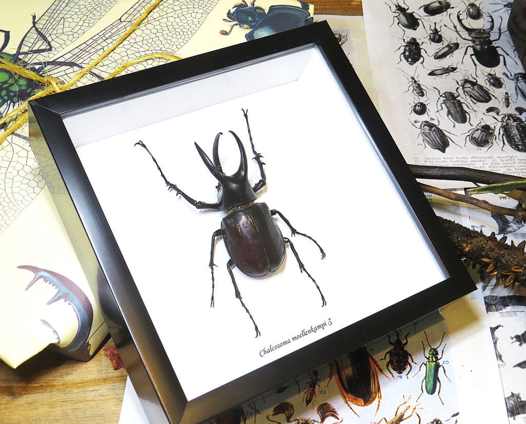 Chalcosoma moellenkampi label front