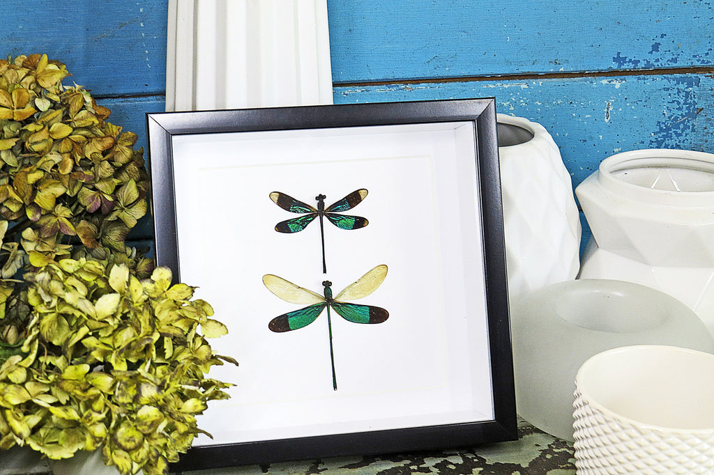 dragonfly butterfly taxidermy entomology Bits and Bugs 