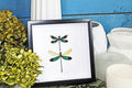 dragonfly butterfly taxidermy entomology Bits and Bugs 