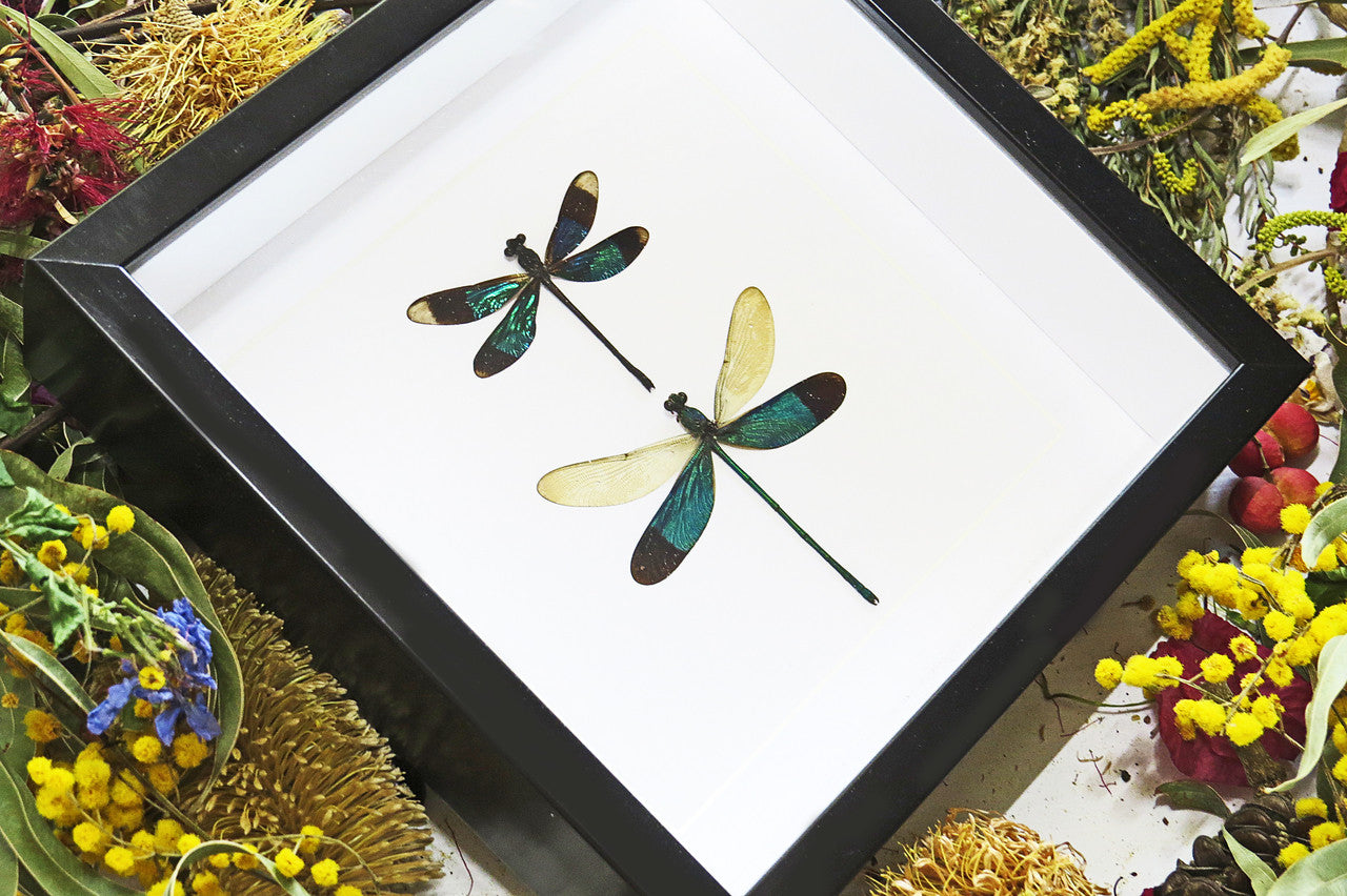 dragonfly butterfly taxidermy entomology 