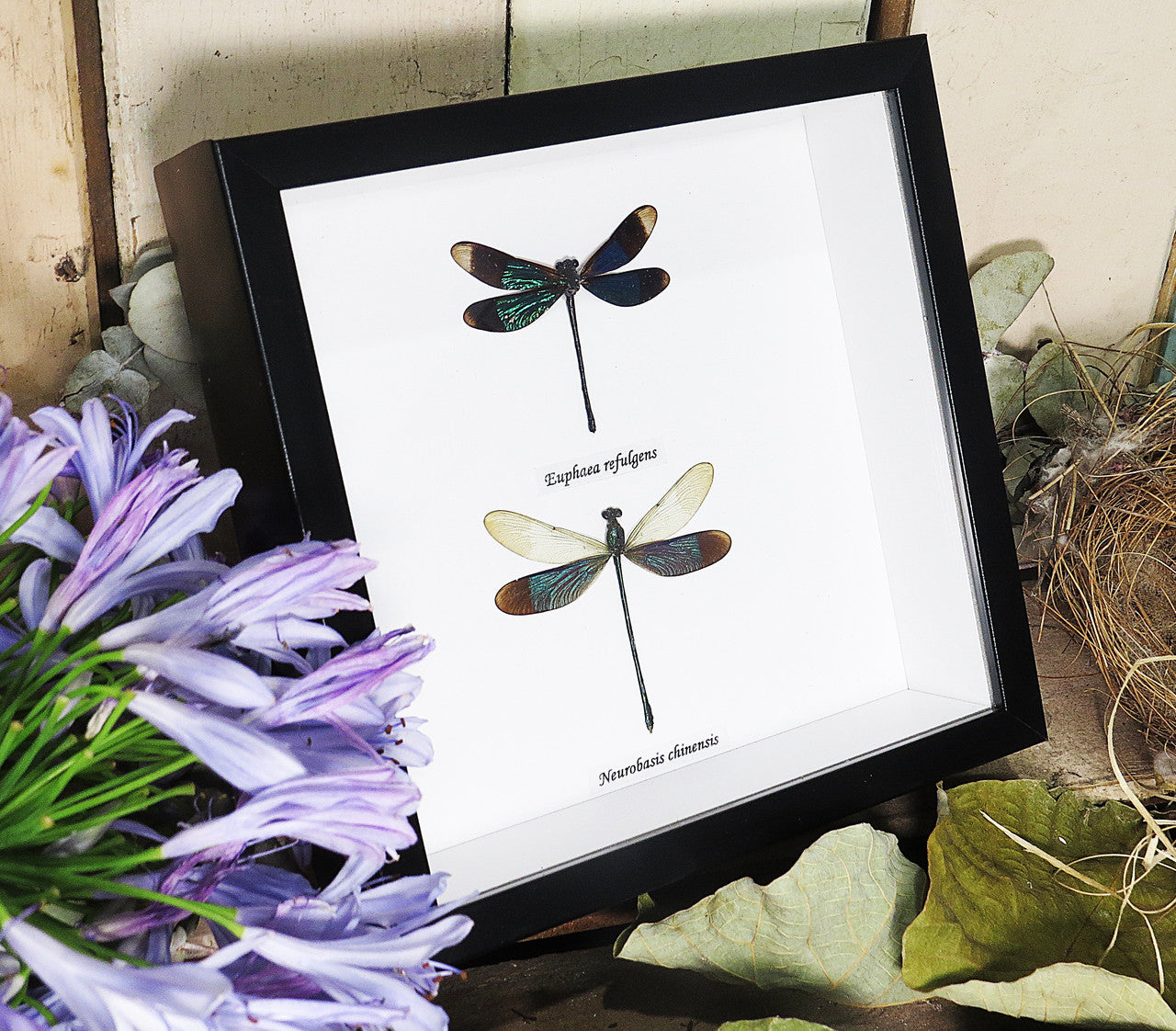 dragonfly 