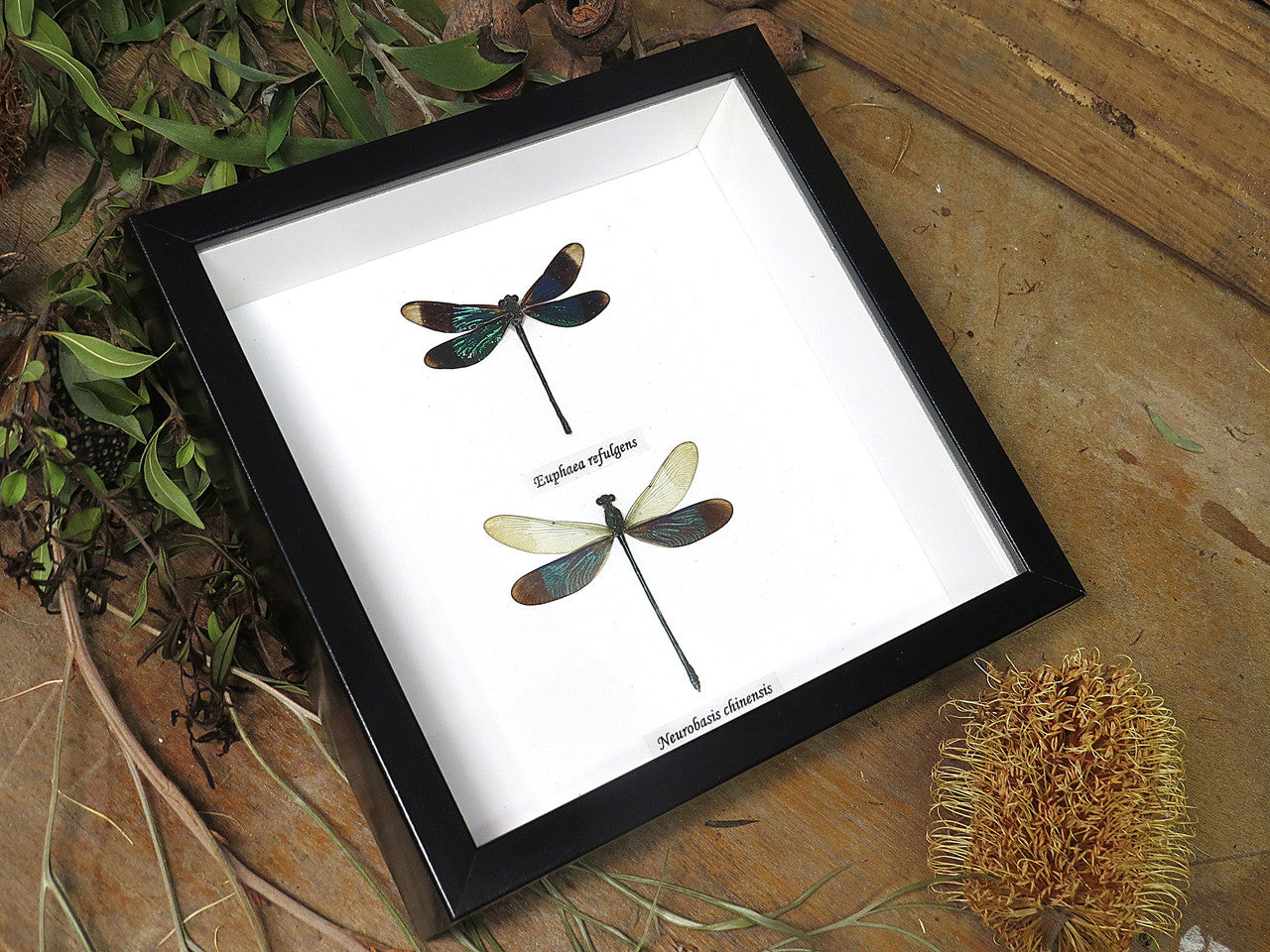 dragonfly 