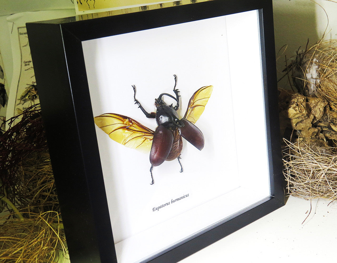 Eupatorus birmanicus