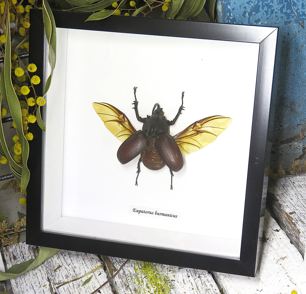 Eupatorus birmanicus