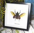 Eupatorus birmanicus
