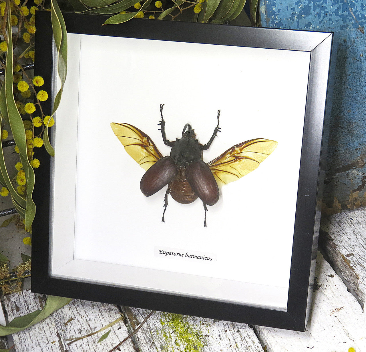 Eupatorus birmanicus