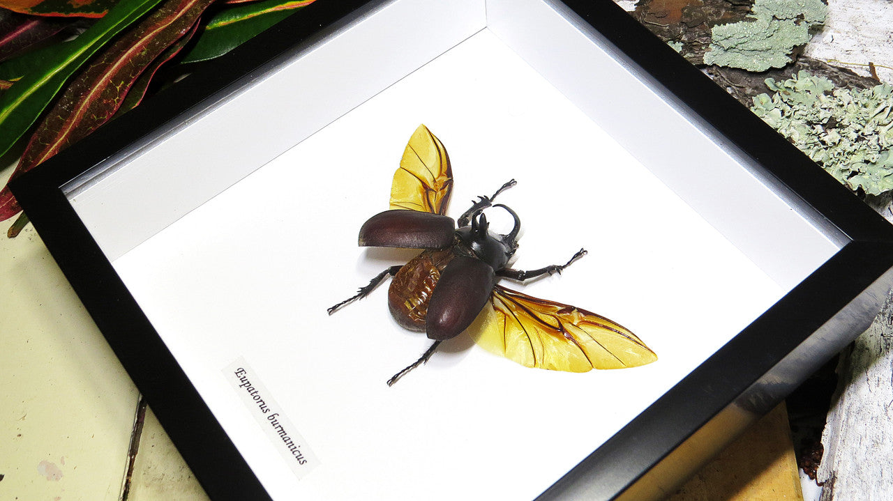 Eupatorus birmanicus