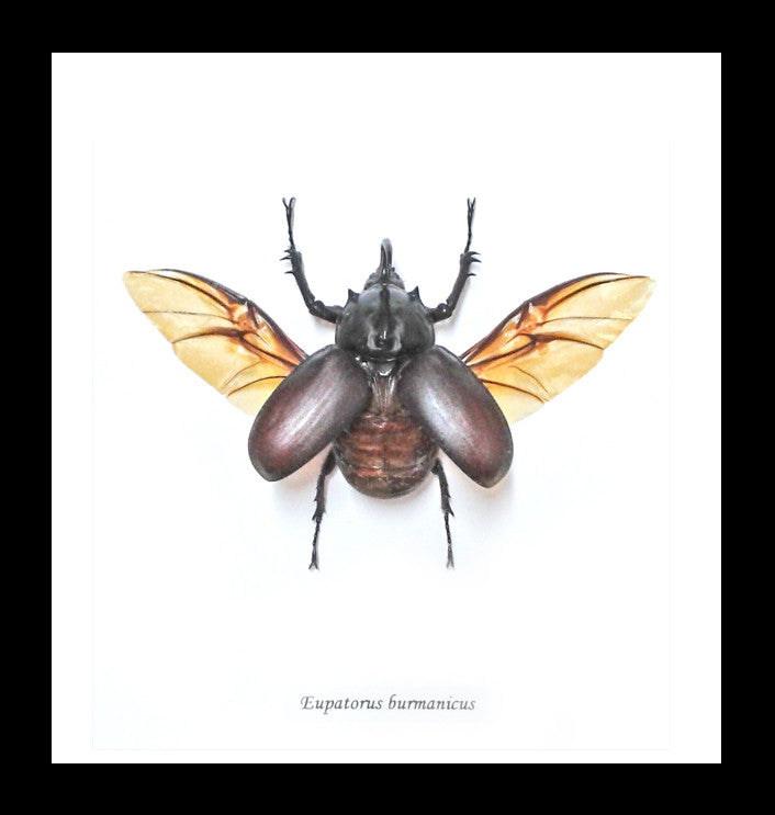 Eupatorus birmanicus
