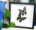 graphium sarpedon graphium agamemnon
