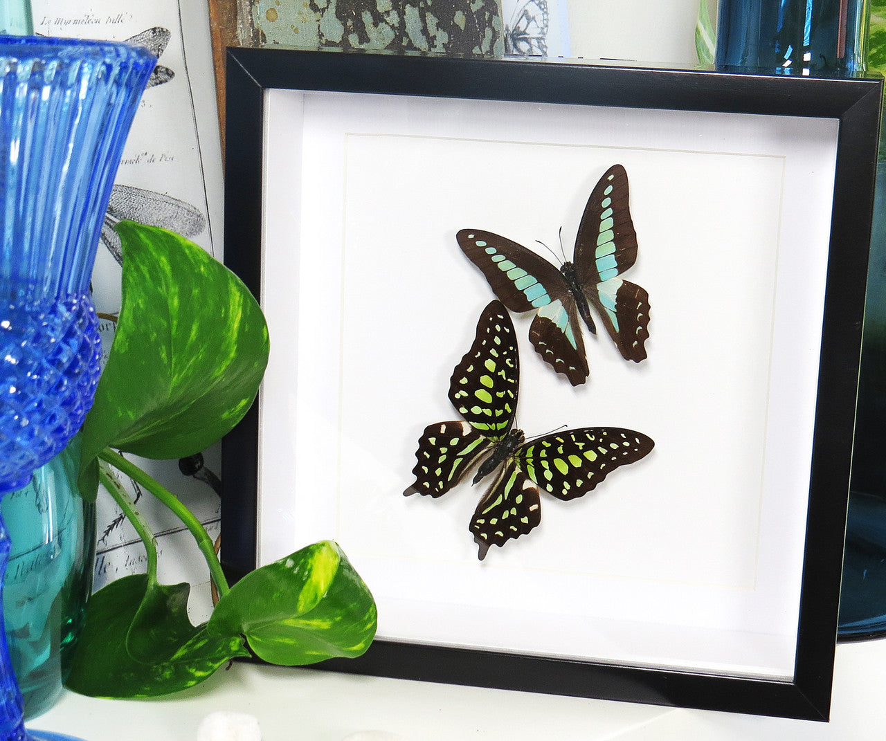 graphium sarpedon graphium agamemnon